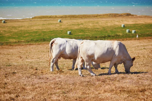 法国诺曼底农村 一头白奶牛正在大西洋海岸附近的一个绿色牧场上吃草 — 图库照片
