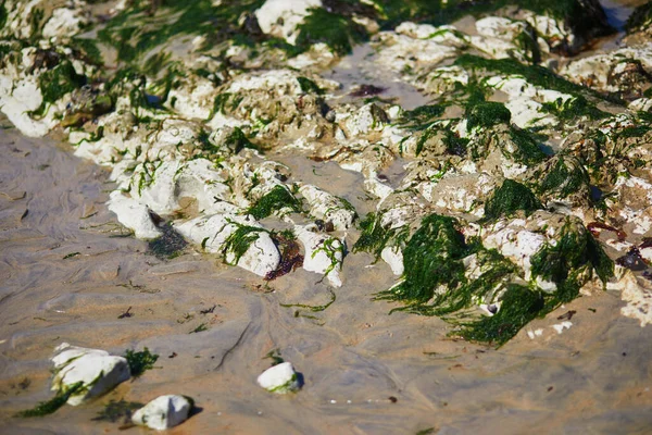 フランスのノルマンディー サンマルグリット シュル メールの干潮時の砂と石のビーチ — ストック写真