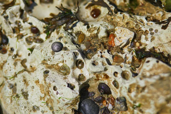 法国诺曼底滨海圣玛格丽特低潮时的沙滩 沙滩上布满了沙子和石头 — 图库照片