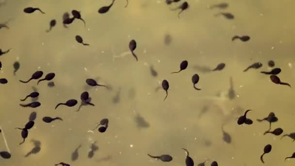 Viele Kaulquappen Das Larvenstadium Biologischen Lebenszyklus Eines Frosches Teich — Stockvideo
