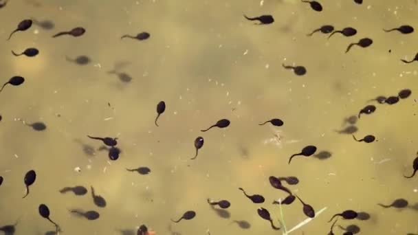 Many Tadpoles Larval Stage Biological Life Cycle Frog Pond — Stock Video