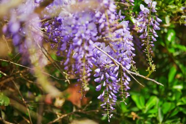 İstanbul, Türkiye 'nin Asya yakasındaki Uskudar ilçesinde mor salkım çiçek açtı
