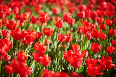 İstanbul Eminonu ilçesinin tarihi kent parkı Gülhane Parkı 'nda çeşitli çiçekler açıyor