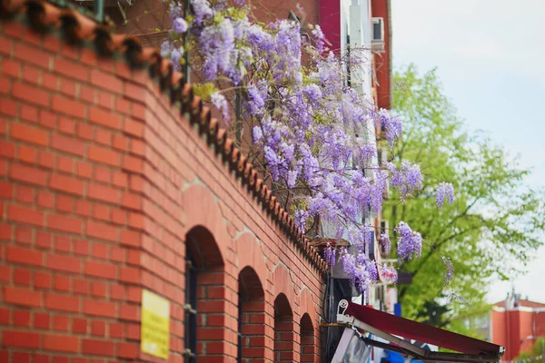 Purple Wisteria Blooming Uskudar District Asian Side Istanbul Turkey — Stock Photo, Image