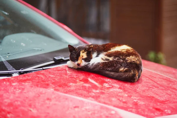 Streunende Katzen Den Straßen Des Wohnviertels Uskudar Auf Der Asiatischen — Stockfoto