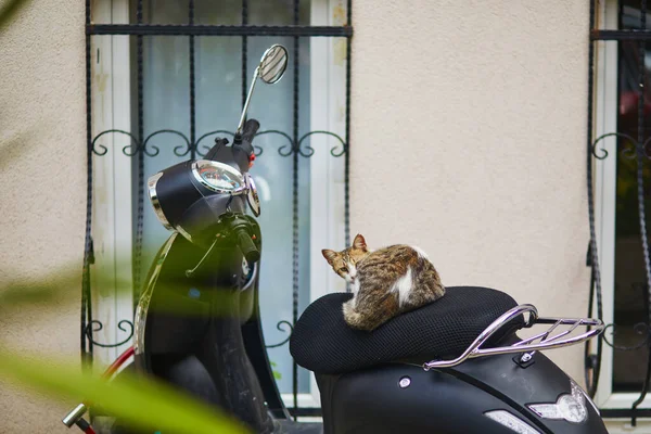 土耳其伊斯坦布尔亚洲一侧Uskudar住宅区街头流浪猫 — 图库照片
