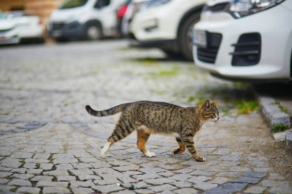 トルコ イスタンブールのアジア側のウスクダル住宅地の通りに野良猫 — ストック写真