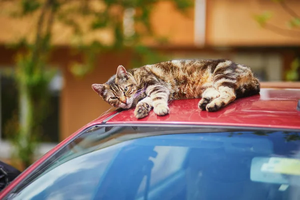Zbłąkane Koty Ulicach Dzielnicy Mieszkalnej Uskudar Azjatyckiej Stronie Stambułu Turcja — Zdjęcie stockowe