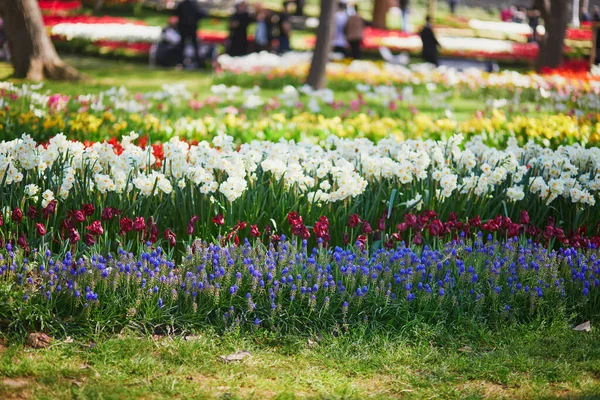 Fleurs Diverses Fleurissant Dans Parc Gulhane Parc Urbain Historique Dans — Photo