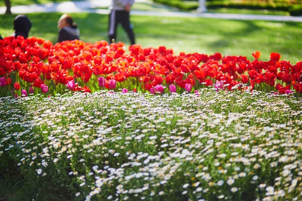 Fleurs Diverses Fleurissant Dans Parc Gulhane Parc Urbain Historique Dans — Photo