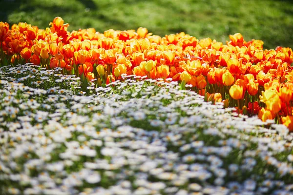 Różne Kwiaty Kwitnące Parku Gulhane Historycznym Parku Miejskim Dzielnicy Eminonu — Zdjęcie stockowe