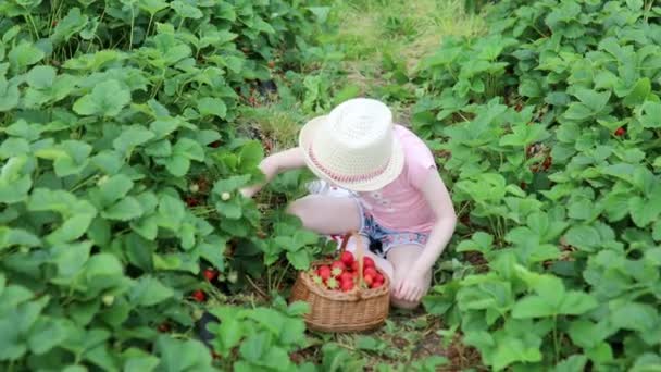Adorable Preschooler Girl Picking Fresh Organic Strawberries Farm Delicious Healthy — Video Stock