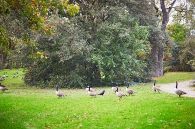 Kanada kazları (Branta canadensis) Park Bagatelle, Paris, Fransa 'da çimlerin üzerinde