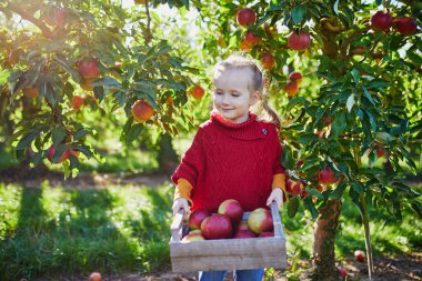 Sevimli anaokulu kızı bir sonbahar günü meyve bahçesinde ya da çiftlikte kırmızı ve sarı olgun elmaları topluyor. Çocuklar için açık hava sonbahar aktiviteleri
