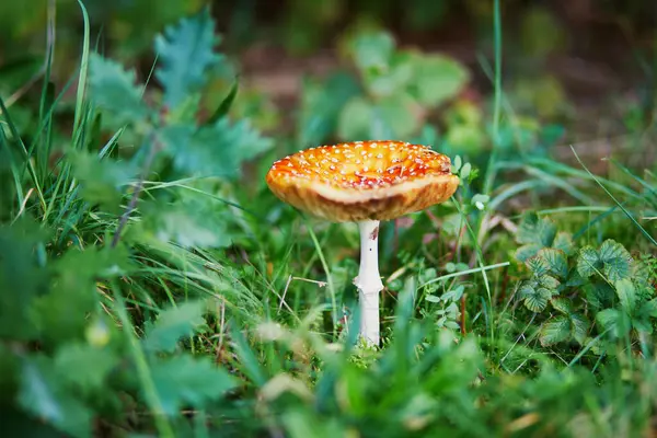 Toadstool Close Poisonous Mushroom Forest — Stock Photo, Image