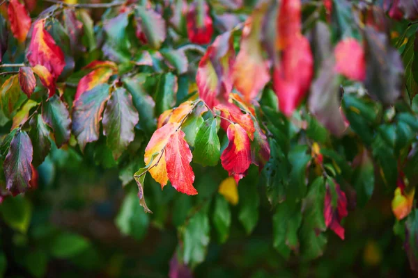 Leuchtend Bunte Rote Und Gelbe Herbstblätter Einem Sonnigen Herbsttag Schönheit — Stockfoto