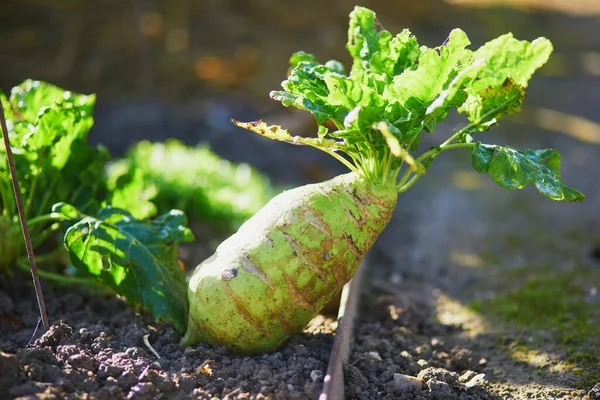 Huge Turnip Growing Patch Kitchen Garden — Stock Photo, Image