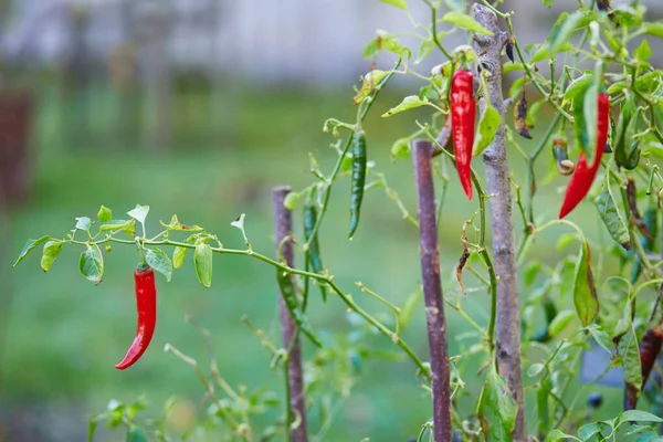 Red Hot Chili Pepper Growing Kitchen Garden — Stock Photo, Image