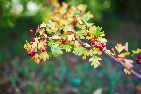 五颜六色的明亮秋叶和浆果在树或灌木上的特写 — 图库照片