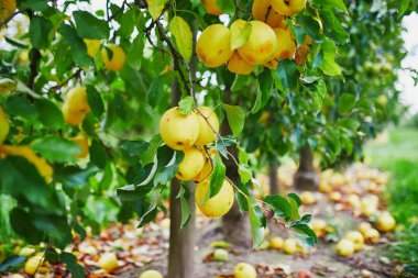 Elma dalında sarı olgun organik elmalar