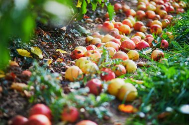 Taze olgun organik elma meyve bahçesinde yerde yatan