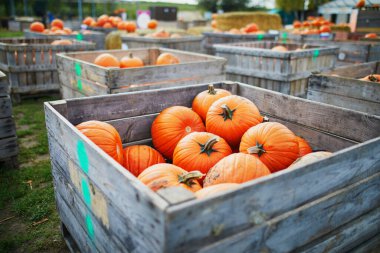 Çiftçi pazarında ya da dükkanda rengarenk balkabaklarının çeşitliliği. Cadılar Bayramı veya sonbahar arkaplanı