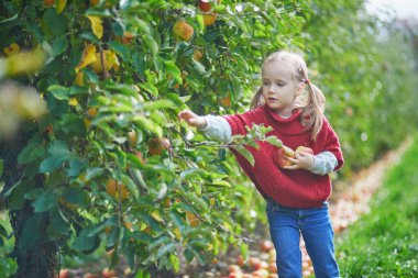 Sevimli anaokulu kızı bir sonbahar günü meyve bahçesinde ya da çiftlikte sarı olgun organik elma topluyor. Çocuklar için açık hava sonbahar aktiviteleri