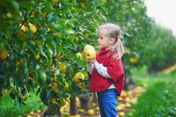 Adorable Preschooler Girl Picking Yellow Ripe Organic Apples Orchard Farm — Stock Photo, Image