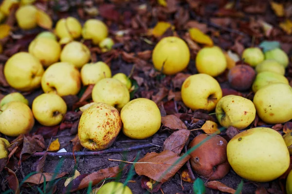 Manzanas Orgánicas Frescas Maduras Tiradas Suelo Huerto —  Fotos de Stock