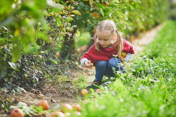秋天的一天 一个可爱的学龄前女孩在果园或农场里摘黄熟的有机苹果 为儿童举办的户外秋季活动 — 图库照片