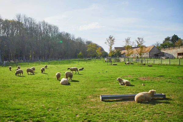 Pastagens Ovinos Pastagens Exploração Rural França — Fotografia de Stock