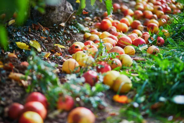 Manzanas Orgánicas Frescas Maduras Tiradas Suelo Huerto — Foto de Stock