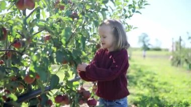 Sevimli anaokulu kızı bir sonbahar günü meyve bahçesinde ya da çiftlikte olgunlaşmış organik elmaları topluyor. Çocuklar için açık hava sonbahar aktiviteleri
