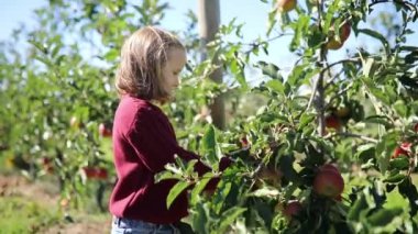 Sevimli anaokulu kızı bir sonbahar günü meyve bahçesinde ya da çiftlikte olgunlaşmış organik elmaları topluyor. Çocuklar için açık hava sonbahar aktiviteleri