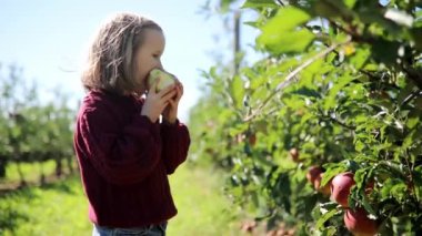 Sevimli anaokulu kızı bir sonbahar günü meyve bahçesinde ya da çiftlikte olgun kırmızı elmaları toplayıp yiyor. Çocuklar için açık hava sonbahar aktiviteleri
