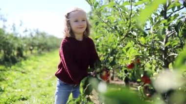 Sevimli anaokulu kızı bir sonbahar günü meyve bahçesinde ya da çiftlikte olgun kırmızı elmaları toplayıp yiyor. Çocuklar için açık hava sonbahar aktiviteleri