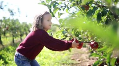 Sevimli anaokulu kızı bir sonbahar günü meyve bahçesinde ya da çiftlikte olgunlaşmış organik elmaları topluyor. Çocuklar için açık hava sonbahar aktiviteleri