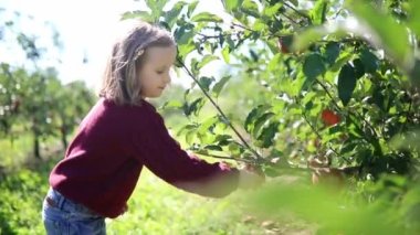 Sevimli anaokulu kızı bir sonbahar günü meyve bahçesinde ya da çiftlikte olgunlaşmış organik elmaları topluyor. Çocuklar için açık hava sonbahar aktiviteleri