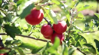 Güneşli bir günde elma dalında olgunlaşmış organik elmalar