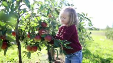 Sevimli anaokulu kızı bir sonbahar günü meyve bahçesinde ya da çiftlikte olgunlaşmış organik elmaları topluyor. Çocuklar için açık hava sonbahar aktiviteleri