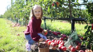 Sevimli anaokulu kızı bir sonbahar günü meyve bahçesinde ya da çiftlikte olgunlaşmış organik elmaları topluyor. Çocuklar için açık hava sonbahar aktiviteleri