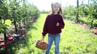 Sevimli anaokulu kızı bir sonbahar günü meyve bahçesinde ya da çiftlikte olgunlaşmış organik elmaları topluyor. Çocuklar için açık hava sonbahar aktiviteleri