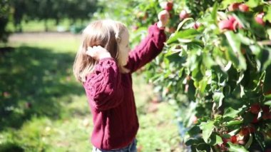 Sevimli anaokulu kızı bir sonbahar günü meyve bahçesinde ya da çiftlikte olgunlaşmış organik elmaları topluyor. Çocuklar için açık hava sonbahar aktiviteleri