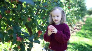 Sevimli anaokulu kızı bir sonbahar günü meyve bahçesinde ya da çiftlikte olgunlaşmış organik elmaları topluyor. Çocuklar için açık hava sonbahar aktiviteleri