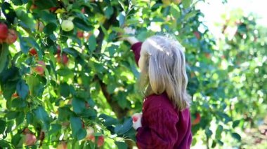 Sevimli anaokulu kızı bir sonbahar günü meyve bahçesinde ya da çiftlikte olgunlaşmış organik elmaları topluyor. Çocuklar için açık hava sonbahar aktiviteleri