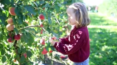 Sevimli anaokulu kızı bir sonbahar günü meyve bahçesinde ya da çiftlikte olgunlaşmış organik elmaları topluyor. Çocuklar için açık hava sonbahar aktiviteleri