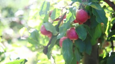 Güneşli bir günde elma dalında olgunlaşmış organik elmalar