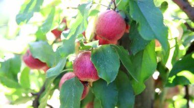 Güneşli bir günde elma dalında olgunlaşmış organik elmalar