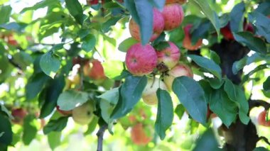 Güneşli bir günde elma dalında olgunlaşmış organik elmalar