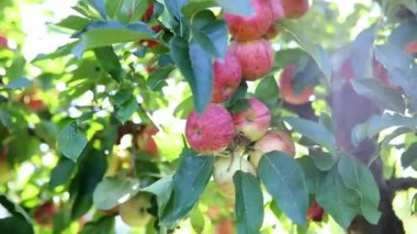 Güneşli bir günde elma dalında olgunlaşmış organik elmalar